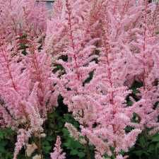 Astilbe - chinensis Mighty Pip